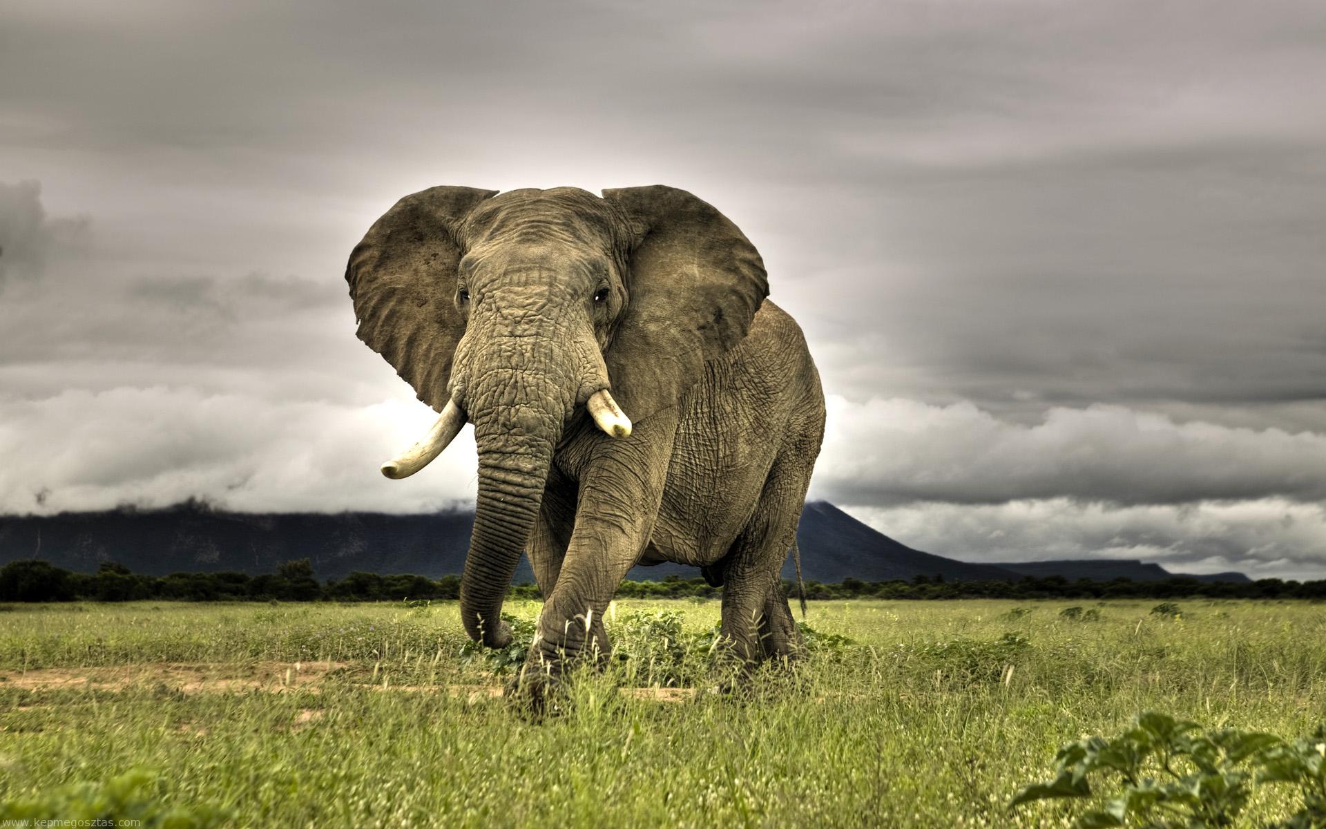  afrikai elefánt